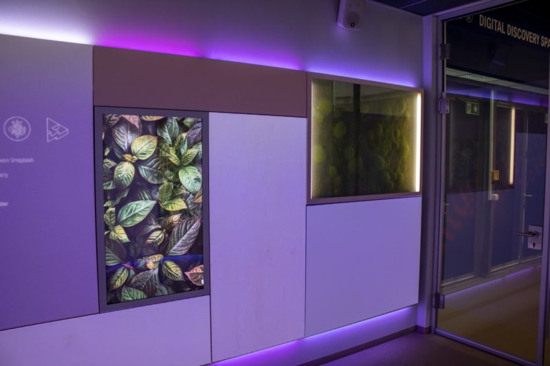 Entrance area of the Digital Discovery Space with a plant display, moss window and purple lighting